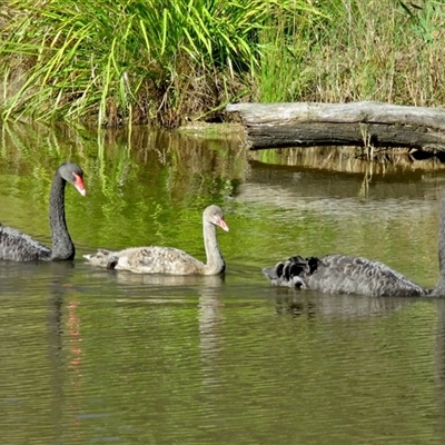 Cygnus atratus (Black Swan) at Kambah, ACT - 31 Mar 2017 by RodDeb