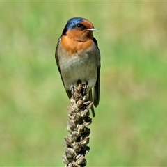 Hirundo neoxena (Welcome Swallow) at Kambah, ACT - 31 Mar 2017 by RodDeb