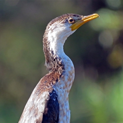 Microcarbo melanoleucos (Little Pied Cormorant) at Paddys River, ACT - 31 Mar 2017 by RodDeb