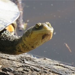 Chelodina longicollis (Eastern Long-necked Turtle) at Paddys River, ACT - 31 Mar 2017 by RodDeb