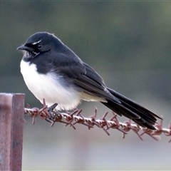 Rhipidura leucophrys (Willie Wagtail) at Tharwa, ACT - 31 Mar 2017 by RodDeb