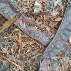 Robinia pseudoacacia (Black Locust) by rbannister