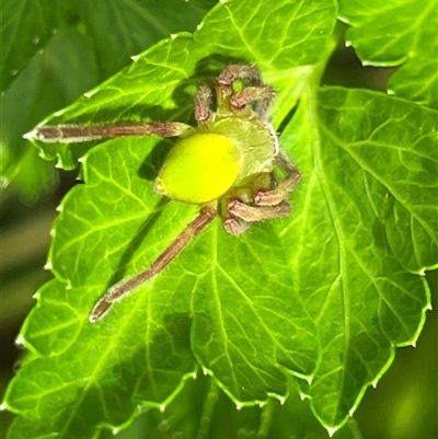 Neosparassus patellatus (Tasmanian Badge Huntsman) at Bega, NSW - 3 Aug 2025 by RojanJareem