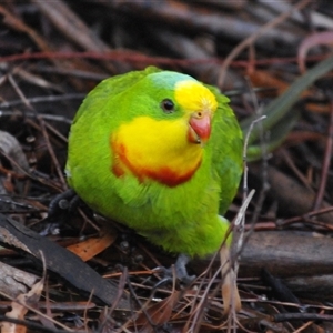 Polytelis swainsonii (Superb Parrot) at Waramanga, ACT - 1 Aug 2025 by Harrisi