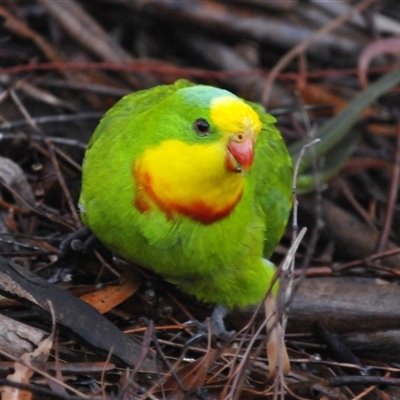Polytelis swainsonii (Superb Parrot) at Waramanga, ACT - 1 Aug 2025 by Harrisi