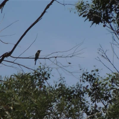 Merops ornatus (Rainbow Bee-eater) at Strathnairn, ACT - 25 Jan 2025 by claudiarose