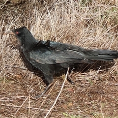 Corcorax melanorhamphos (White-winged Chough) at Ainslie, ACT - 27 Jul 2025 by Clarel