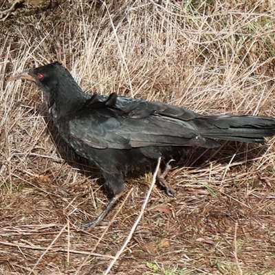 Corcorax melanorhamphos (White-winged Chough) at Ainslie, ACT - 27 Jul 2025 by Clarel
