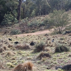 Corcorax melanorhamphos at Ainslie, ACT - 27 Jul 2025 09:38 AM