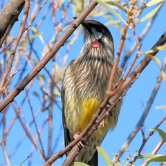 Anthochaera carunculata (Red Wattlebird) at Wodonga, VIC - 3 Aug 2025 by KylieWaldon