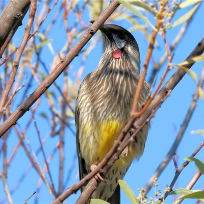 Anthochaera carunculata (Red Wattlebird) at Wodonga, VIC - 3 Aug 2025 by KylieWaldon