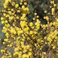 Acacia buxifolia subsp. buxifolia at Wodonga, VIC - 3 Aug 2025 by KylieWaldon