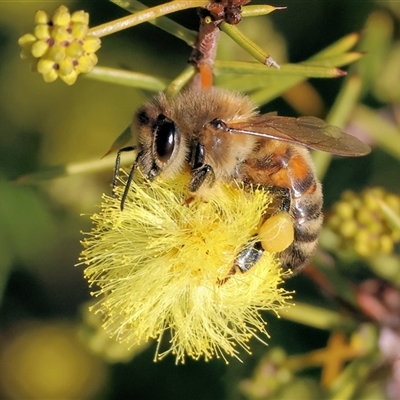 Apis mellifera (European honey bee) at Wodonga, VIC - 3 Aug 2025 by KylieWaldon