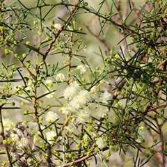 Acacia buxifolia subsp. buxifolia at Wodonga, VIC - 3 Aug 2025 by KylieWaldon