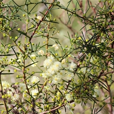 Acacia buxifolia subsp. buxifolia at Wodonga, VIC - 3 Aug 2025 by KylieWaldon