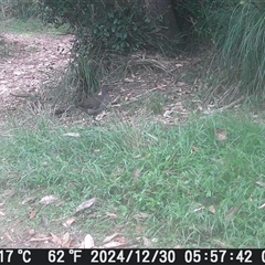 Menura novaehollandiae (Superb Lyrebird) at Currowan, NSW - 30 Dec 2024 by UserCqoIFqhZ