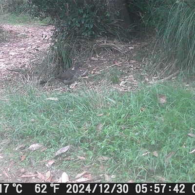 Menura novaehollandiae (Superb Lyrebird) at Currowan, NSW - 30 Dec 2024 by UserCqoIFqhZ