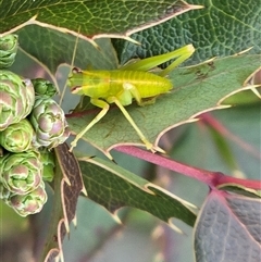 Caedicia simplex (Common Garden Katydid) at Isaacs, ACT - 3 Aug 2025 by Mike