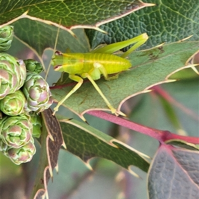Caedicia simplex (Common Garden Katydid) at Isaacs, ACT - 3 Aug 2025 by Mike