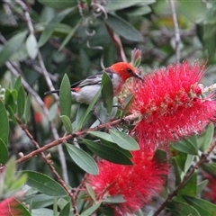 Myzomela sanguinolenta (Scarlet Honeyeater) at Currowan, NSW - 11 Oct 2024 by UserCqoIFqhZ