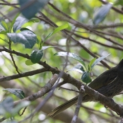Meliphaga lewinii (Lewin's Honeyeater) at Currowan, NSW - 12 Oct 2024 by UserCqoIFqhZ