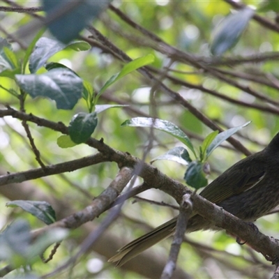 Meliphaga lewinii (Lewin's Honeyeater) at Currowan, NSW - 12 Oct 2024 by UserCqoIFqhZ