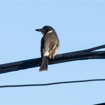 Cracticus torquatus (Grey Butcherbird) at Higgins, ACT - 31 Jul 2025 by AlisonMilton