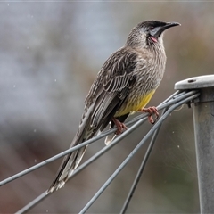 Anthochaera carunculata (Red Wattlebird) at Higgins, ACT - 1 Aug 2025 by AlisonMilton