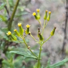 Senecio bathurstianus (Rough Fireweed) at Isaacs, ACT - 3 Aug 2025 by Mike