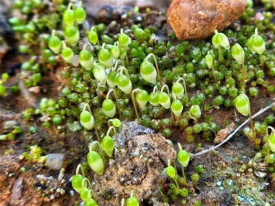 Rosulabryum sp. at Belconnen, ACT - 3 Aug 2025 by sangio7