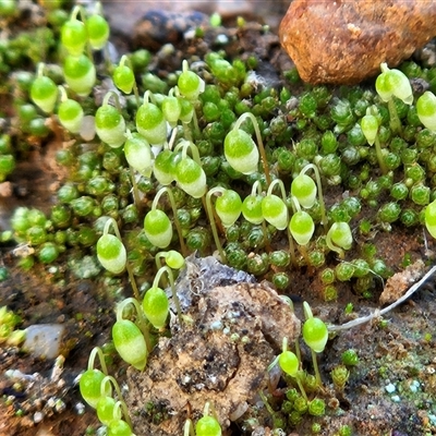 Rosulabryum sp. at Belconnen, ACT - 3 Aug 2025 by sangio7