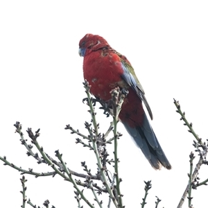 Platycercus elegans (Crimson Rosella) at Higgins, ACT - 3 Aug 2025 by AlisonMilton