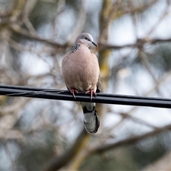 Spilopelia chinensis (Spotted Dove) at Higgins, ACT - 3 Aug 2025 by AlisonMilton