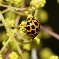 Harmonia conformis (Common Spotted Ladybird) at Scullin, ACT - 31 Jul 2025 by AlisonMilton