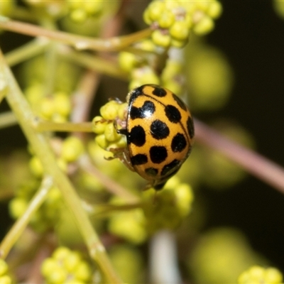 Harmonia conformis (Common Spotted Ladybird) at Scullin, ACT - 31 Jul 2025 by AlisonMilton