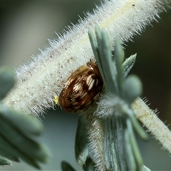 Peltoschema delicatulum (Leaf beetle) at Hawker, ACT - 31 Jul 2025 by AlisonMilton