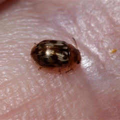 Peltoschema delicatulum (Leaf beetle) at Scullin, ACT - 31 Jul 2025 by AlisonMilton