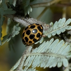 Harmonia conformis (Common Spotted Ladybird) at Scullin, ACT - 31 Jul 2025 by AlisonMilton