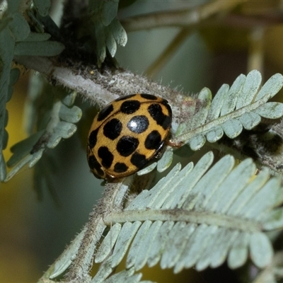Harmonia conformis (Common Spotted Ladybird) at Scullin, ACT - 31 Jul 2025 by AlisonMilton