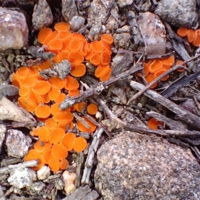 Byssonectria sp. at Cooma, NSW - 3 Aug 2025 by mahargiani