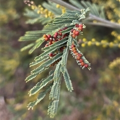 Acacia insect gall (Unidentified gall of Acacia sp.) at Watson, ACT - 1 Aug 2025 by HappyWanderer