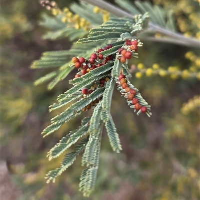 Acacia insect gall (Unidentified gall of Acacia sp.) at Watson, ACT - 1 Aug 2025 by HappyWanderer