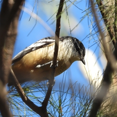 Lalage leucomela (Varied Triller) at Kelso, QLD - 3 Aug 2025 by TerryS
