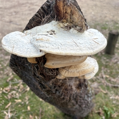 Trametes sp. at Bournda, NSW - 31 Jul 2025 by LeahColebrook