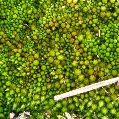 Gigaspermum repens (Moss) at Hawker, ACT - 3 Aug 2025 by sangio7