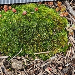 Gigaspermum repens at Hawker, ACT - 3 Aug 2025 10:58 AM