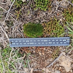 Gigaspermum repens at Hawker, ACT - 3 Aug 2025 10:58 AM