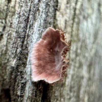 Stereum illudens (Purplish Stereum) at Belconnen, ACT - 2 Aug 2025 by Hejor1