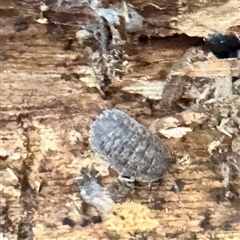 Armadillidium vulgare (Slater bug, woodlouse, pill bug, roley poley) at Belconnen, ACT - 2 Aug 2025 by Hejor1