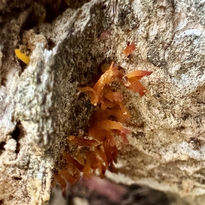 Calocera sp. (A stagshorn fungus) at Belconnen, ACT - 2 Aug 2025 by Hejor1